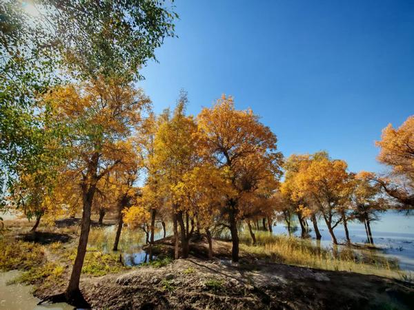 大美新疆·南疆·喀什古城·金秋胡楊·沙漠公路12日自駕遊